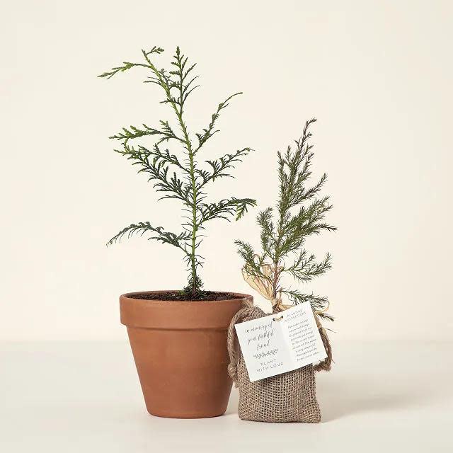 <p><a href="https://clicks.trx-hub.com/xid/hearstcorp_9eb67_ghk?q=https%3A%2F%2Fwww.uncommongoods.com%2Fproduct%2Fplant-with-love-memorial-tree&p=https%3A%2F%2Fwww.goodhousekeeping.com%2Fholidays%2Fgift-ideas%2Fg44268355%2Fbest-sympathy-gifts%2F&utmSource=yahoo-us&utmCampaign=65&utmMedium=syn" rel="nofollow noopener" target="_blank" data-ylk="slk:Shop Now;elm:context_link;itc:0;sec:content-canvas" class="link ">Shop Now</a></p><p>Memorial Plant </p><p>uncommongoods.com</p><p>$50.00</p><span class="copyright">Uncommon Goods</span>