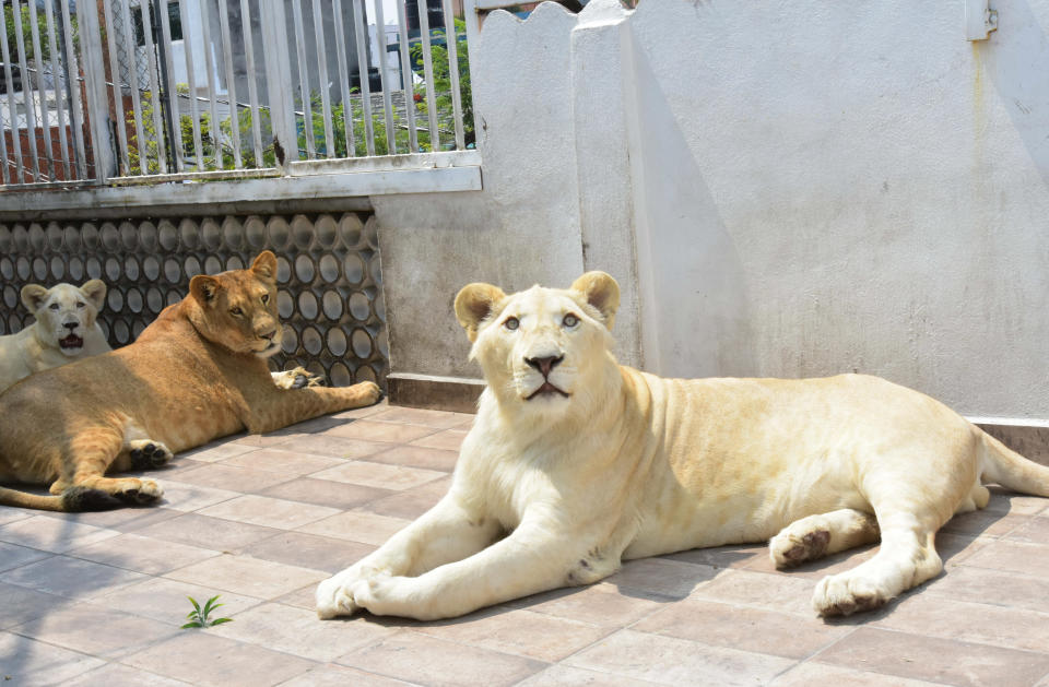 FOTOS | Leones hallados en una azotea de la CDMX