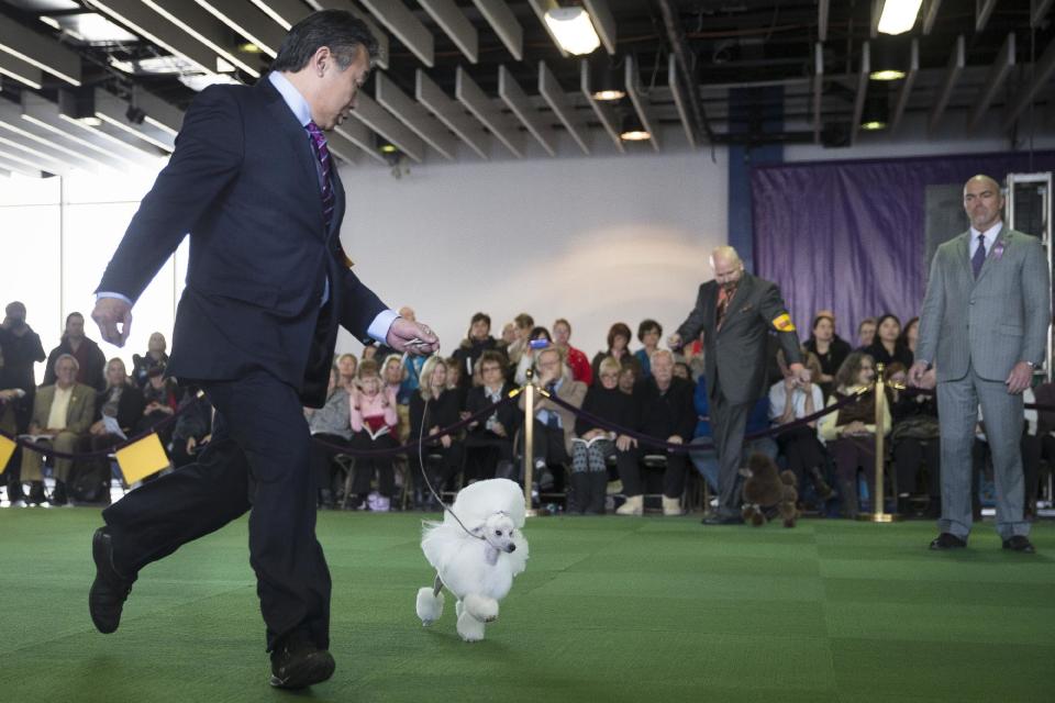 Kaz Hosaka runs with Beauty, a toy poodle, during the Westminster Kennel Club dog show, Monday, Feb. 10, 2014, in New York. Beauty won "Best of Breed" in the Toy Poodle category. (AP Photo/John Minchillo)