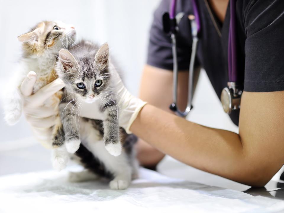 vet cat