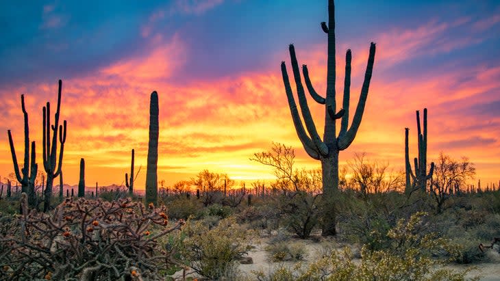 <span class="article__caption">Arizona’s Sonoran Desert in full glory</span> (Photo: Nate Hovee/Getty)