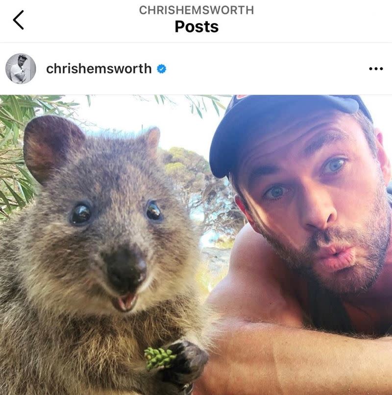 「雷神索爾」克里斯漢斯沃在IG曬出與短尾矮袋鼠合照（圖／截自Chris Hemsworth IG）