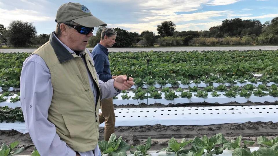 Ed Chiles, left, snacks on a leafy vegetable as he walks down a row at Gamble Creek Farm. Also shown is Chuck Wolfe, CEO of The Chiles Group.