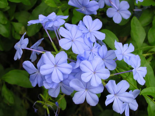 brewbooks/Wikimedia Commons Plumbago auriculata is a shrub that prefers warm temperatures and produces blue flowers.