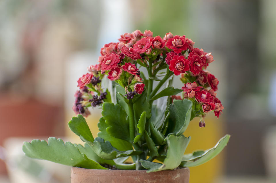 red Flaming Katy houseplant