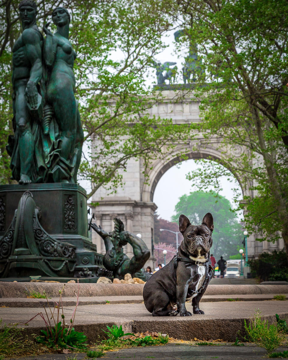 <p>Wie gemalt: Die Französische Bulldogge fügt sich im Prospect Park in Brooklyn perfekt in den Hintergrund ein. </p>
