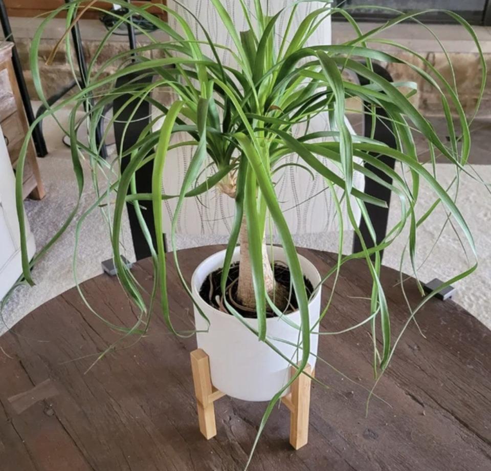 Reviewer's photo of the palm plant in white ceramic pot on bamboo wooden stand, resting atop table