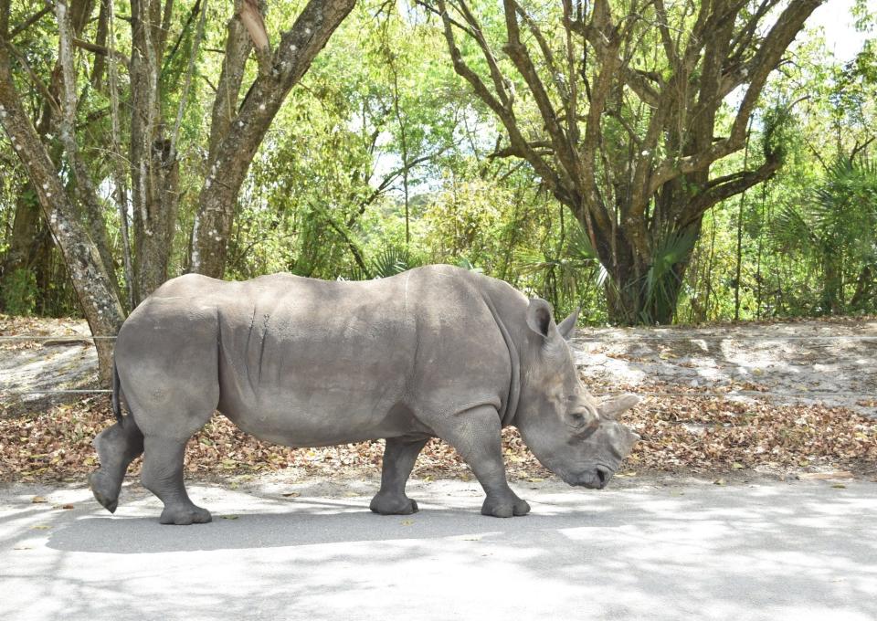 Lissa the white rhino lived for nearly 10 years at Lion Country Safari after having surgery to remove a cancerous growth on one of her horns.
