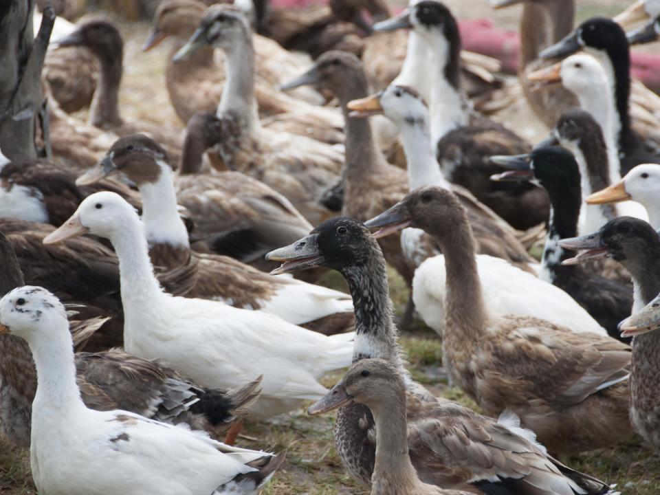 A 100,000-strong army of ducks will be sent to help Pakistan manage a huge locust outbreak: Getty Images/iStockphoto