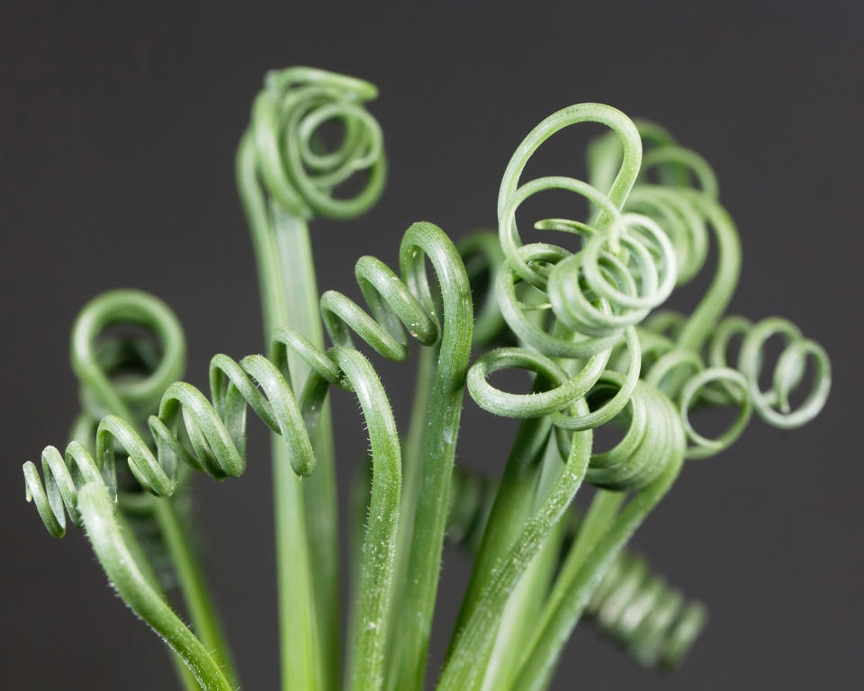 5. Go 'Frizzle Sizzle' chic with Albuca Spiralis