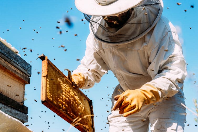 A beekeper in overalls inspecting a frame from a hive.