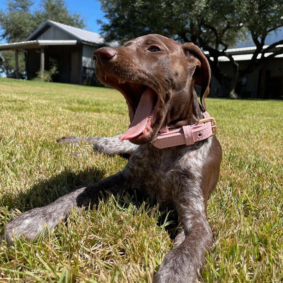 Chase Bryant's dog goose