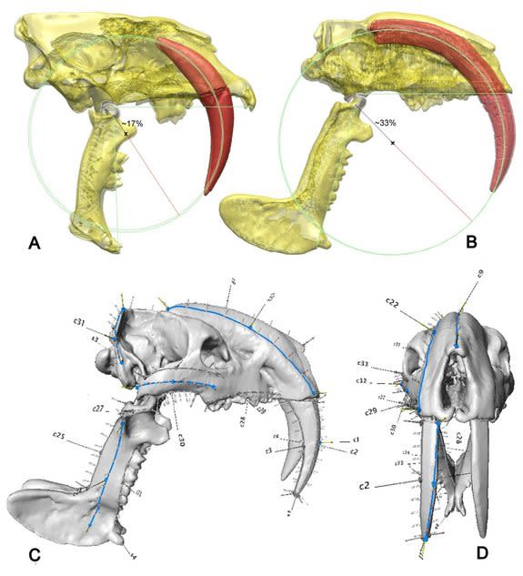 This shows cut away views through the skulls of (A) the saber-toothed cat (Smilodon) and (B) the bizarre pouched saber-tooth (Thylacosmilus). Thylacosmilus has an incredibly wide gape and huge canine teeth with roots extending almost into the b
