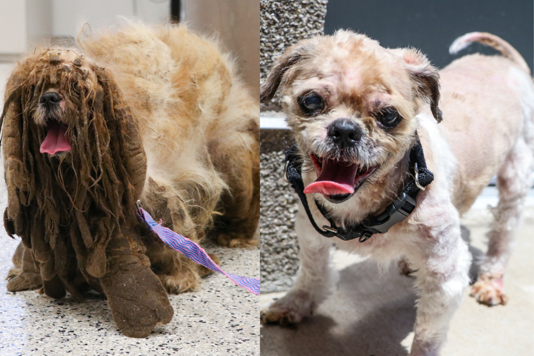 Simon the Shih Tzu Before and After