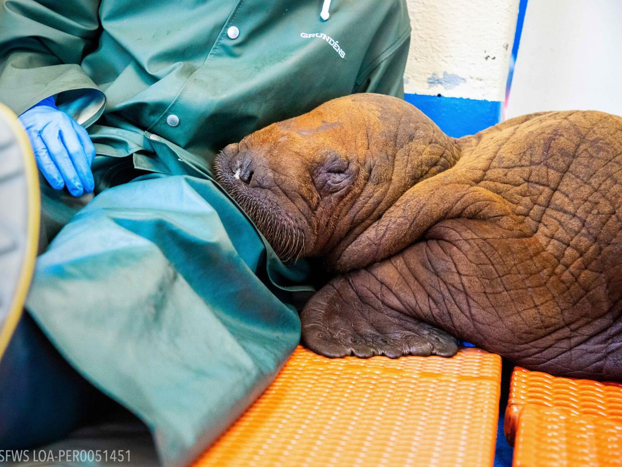 A small walrus lays its head on a researcher's lap.