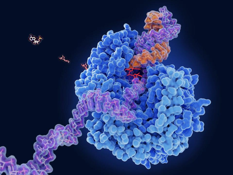 Remdesivir (red, center) works by blocking a viral RNA polymerase (blue) from replicating RNA (violet and orange). <a href="https://www.gettyimages.com/detail/photo/remdesivir-coronavirus-drug-and-target-illustration-royalty-free-image/1307403157" rel="nofollow noopener" target="_blank" data-ylk="slk:Juan Gaertner/Science Photo Library via Getty Images;elm:context_link;itc:0" class="link ">Juan Gaertner/Science Photo Library via Getty Images</a>