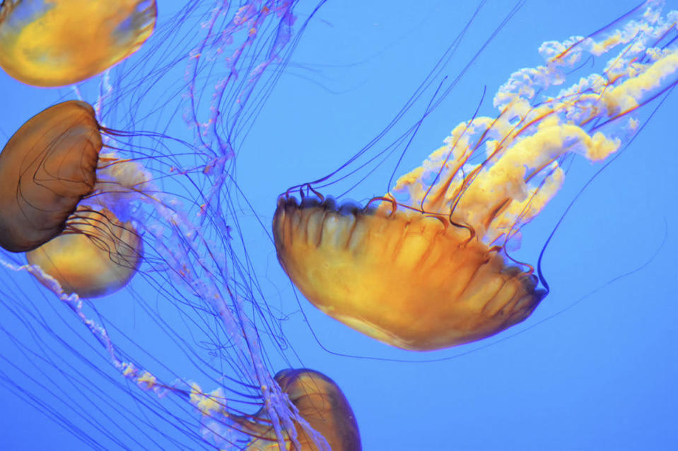 ‘Swarms of Pacific sea nettles’