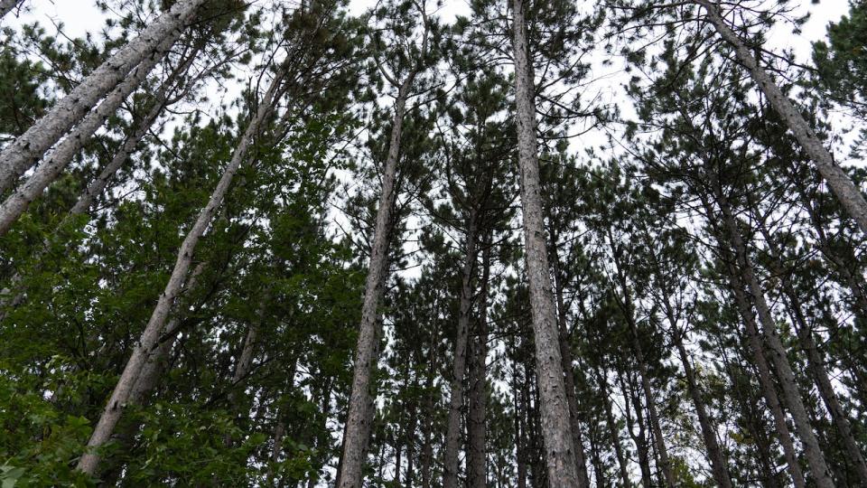 A grove of pine trees in a forest just off Hunt Club Road in Ottawa on Sept. 22, 2022.