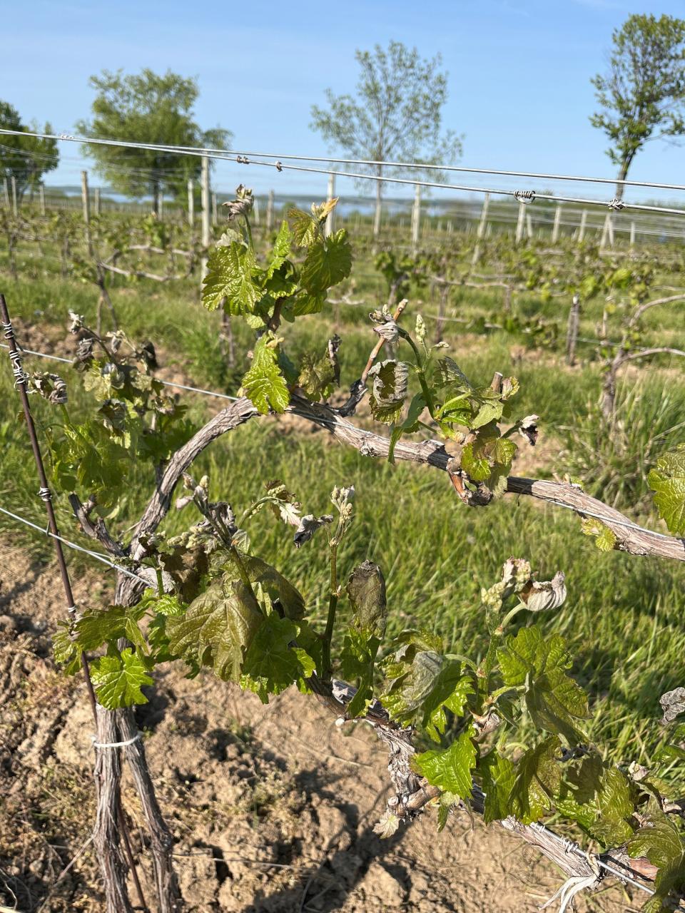 The curled leaves show damage to Cabernet Franc vines at Kashong Glen Vineyards on Seneca Lake on May 18, 2023. It's too soon to tell the effect it will have on the harvest.