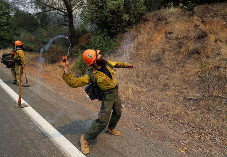 A firefighter throws an incendiary device into the brush to ignite backfires while battling the Ranch Fire (Mendocino Complex) north of Upper Lake, August 1, 2018. REUTERS/Fred Greaves