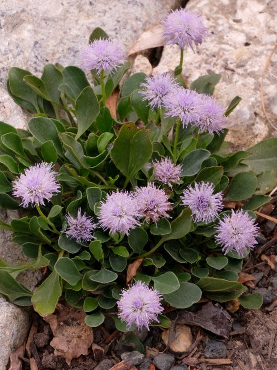 Plants such as Edrianthus tenuifolius survive in the dry, hot environment by sending roots down several feet (Tony Avent/Plant Delights Nursery)