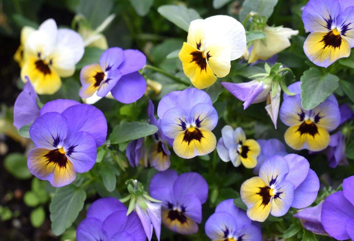 winter flowers pansies