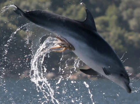 A closer look at the octopus hitchhiker attached to a dolphin's genitals.