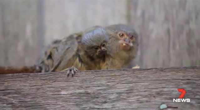 The pygmy marmoset. Source: 7News