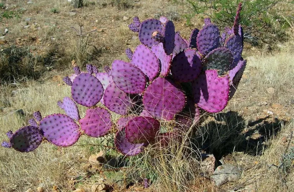 Su color morado se debe a los carotenoides que adquiere en momentos de heladas y extrema sequía. Foto: Shutterstock