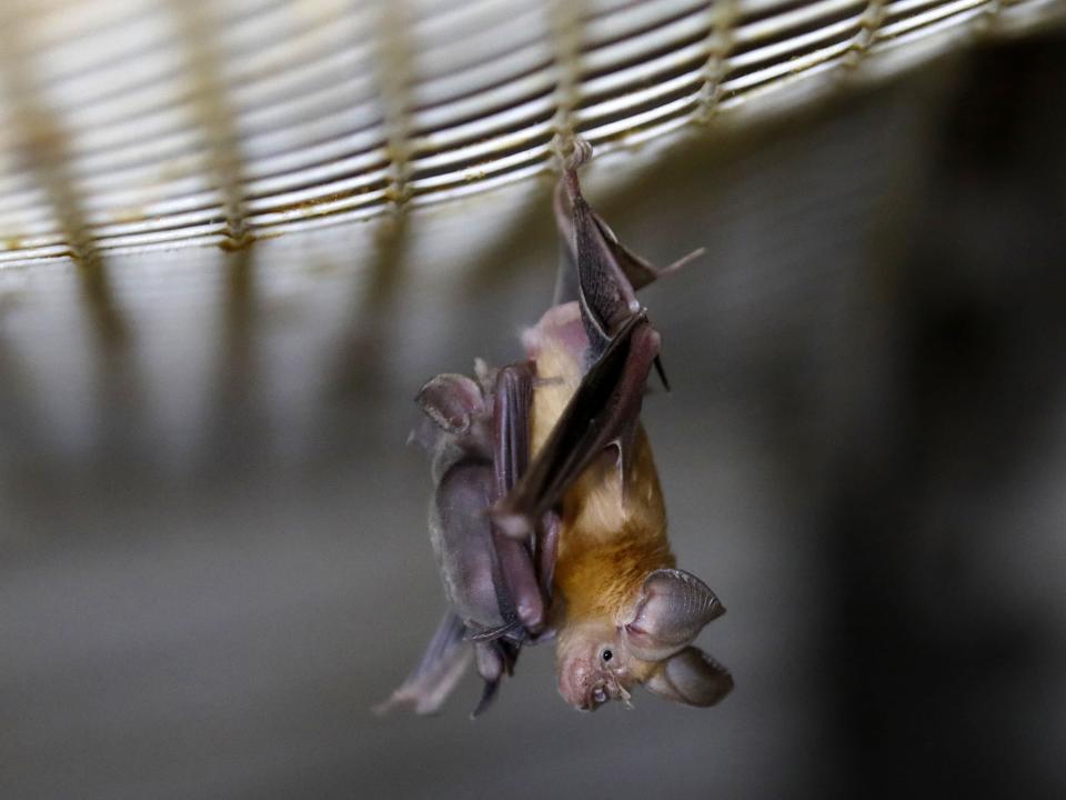 &lt;p&gt;A horseshoe bat hangs from a net&lt;/p&gt; (Menahem Kahana/AFP/Getty)