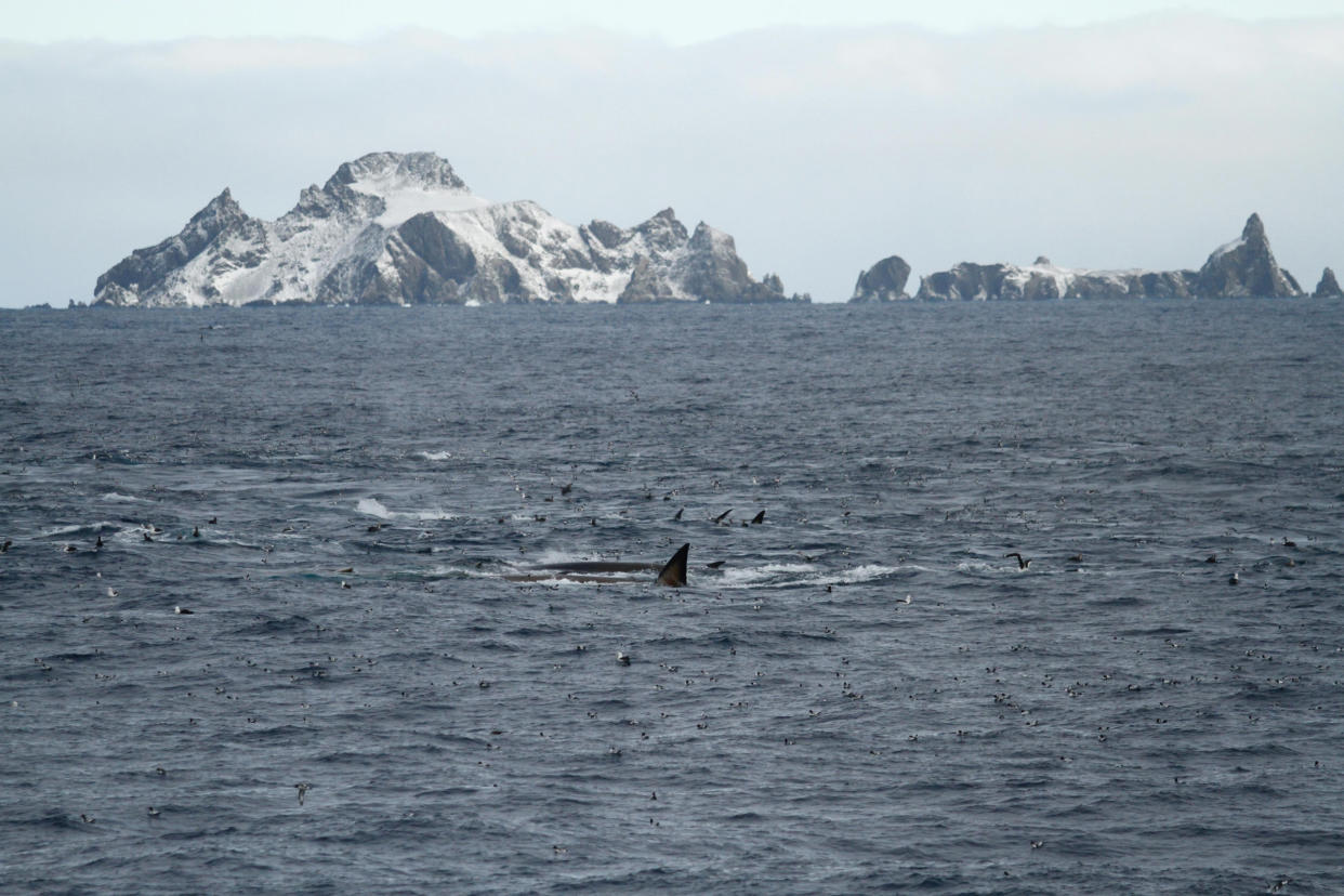 Fin whales feeding at the northern coast of Elephant Island, Antartica (Sacha Viquerat)