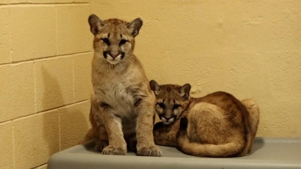 Elbroch & Olympia, two orphaned pumas, from Washington state at the Philadelphia Zoo in Philadelphia, Pennsylvania.