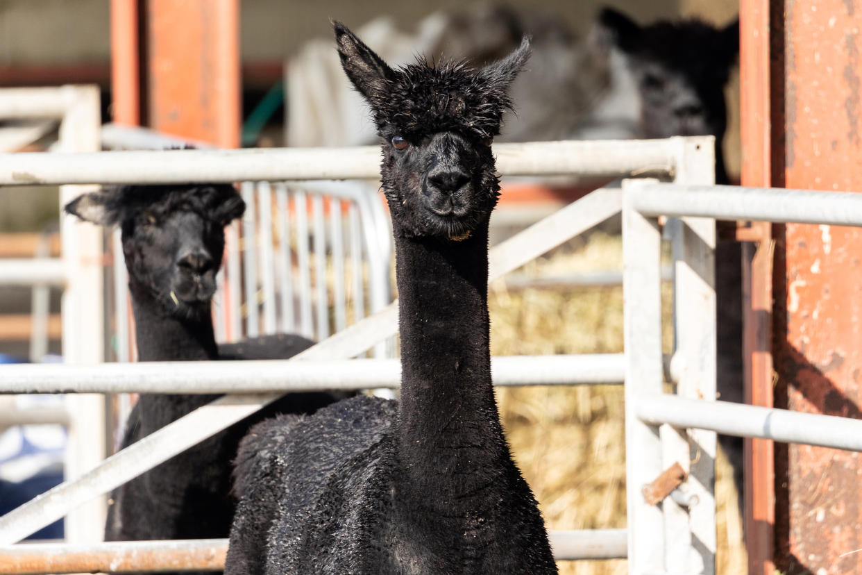 The alpaca tested positive to TB (SWNS)
