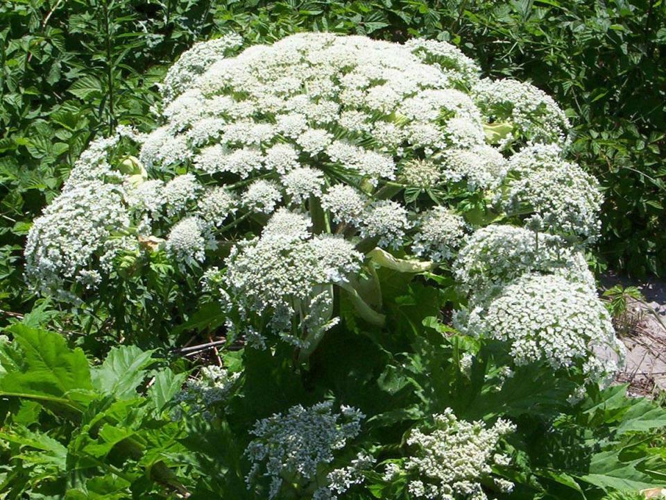 Giant Hogweed can cause severe burns and blisters (Creative Commons)