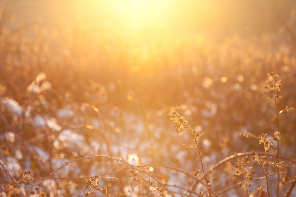 Backlit Winter Brambles, Hoohill