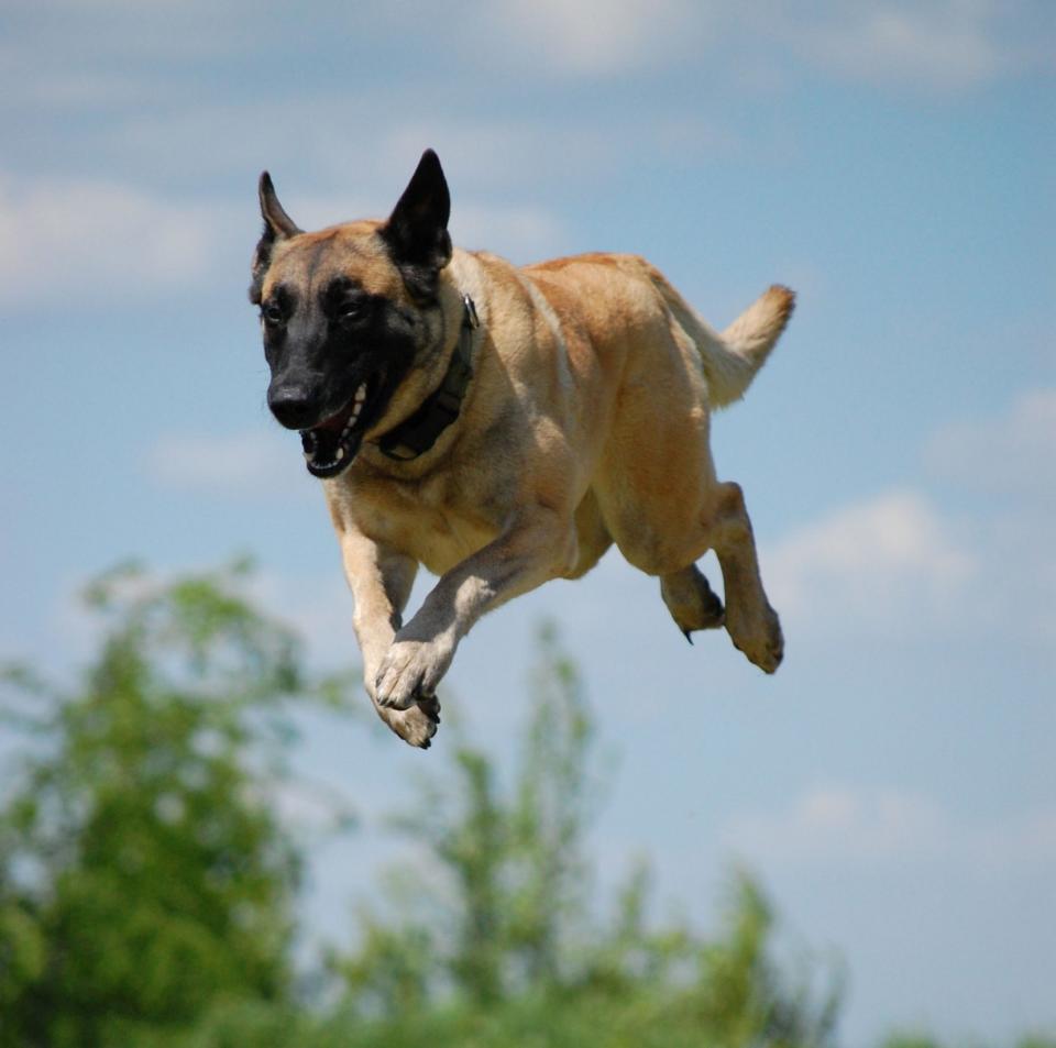 The Belgian Malinois achieved the top score in the cognitive tests - Tierfotoagentur 