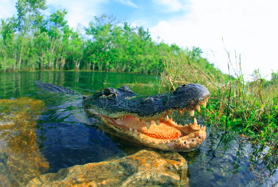 An alligator pictured in the Florida Everglades (Picture: Rex)