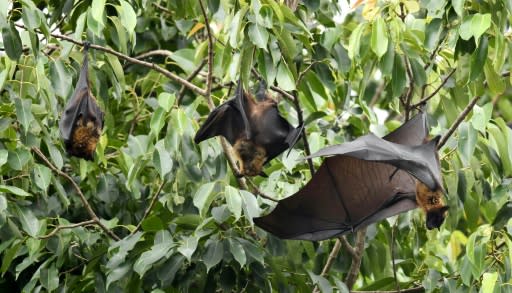 Fruit bats are the natural carriers of the Nipah virus, which does not have a known vaccine