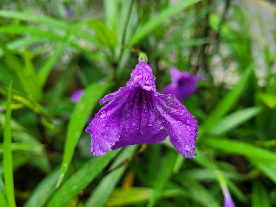 A close-up of a flower. (PHOTO: Yahoo Lifestyle SEA)