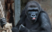 BRISTOL, ENGLAND - MAY 04: A gorilla looks out from Bristol Zoo’s Gorilla Island on May 4, 2012 in Bristol, England. Kukena, the seven-month-old western lowland gorilla is starting to find his feet as he learns to walk having been born at the zoo in September. Kukena joins a family of gorillas at the zoo that are part of an international conservation breeding programme for the western lowland gorilla, which is a critically endangered species. (Photo by Matt Cardy/Getty Images)