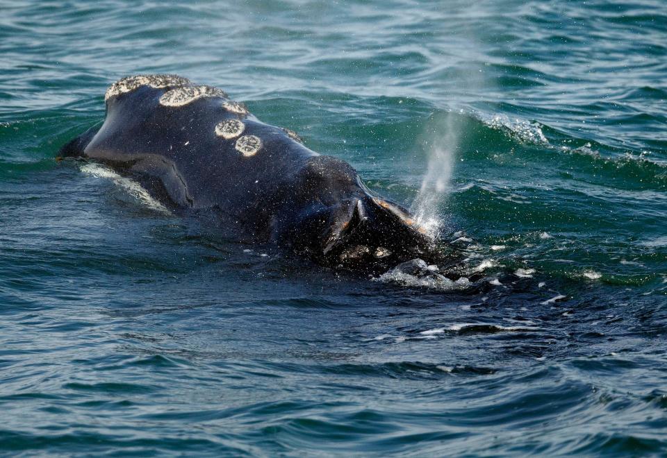 A North Atlantic right whale feeds on the surface of Cape Cod bay off the coast of Plymouth, Mass., March 28, 2018. On Friday, Jan. 20, 2023, the federal government denied a request from a group of environmental organizations to immediately apply proposed ship speed restrictions in an effort to save right whales, a vanishing species.