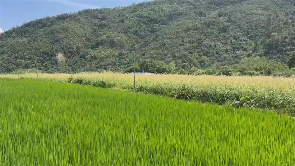 推動台灣特有穀物「油芒」　武陵部落推出各式油芒料理