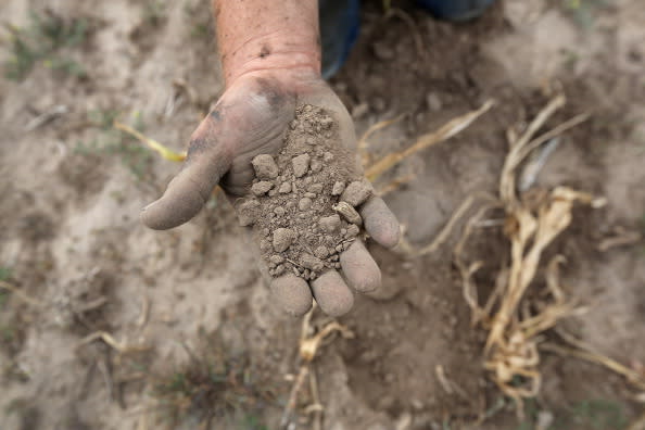 Darren Becker sifts through arid topsoil under a ruined crop on the family farm on August 24, 2012 in Logan, Kansas. Like many Kansas farmers who's profits have been wiped out by the record drought, the Beckers are working hard to hang on to their farm, which has been in their family for five generations. Most of Kansas is still in extreme or exceptional drought, despite recent lower temperatures and thunderstorms, according to the University of Nebraska's Drought Monitor. The record-breaking drought, which has affected more than half of the continental United States, is expected to drive up food prices by 2013 due to lower crop harvests and the adverse effect on the nation's cattle industry. (Photo by John Moore/Getty Images)