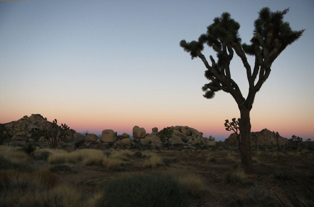 A Joshua tree stands at Joshua Tree National Park in this file photo.