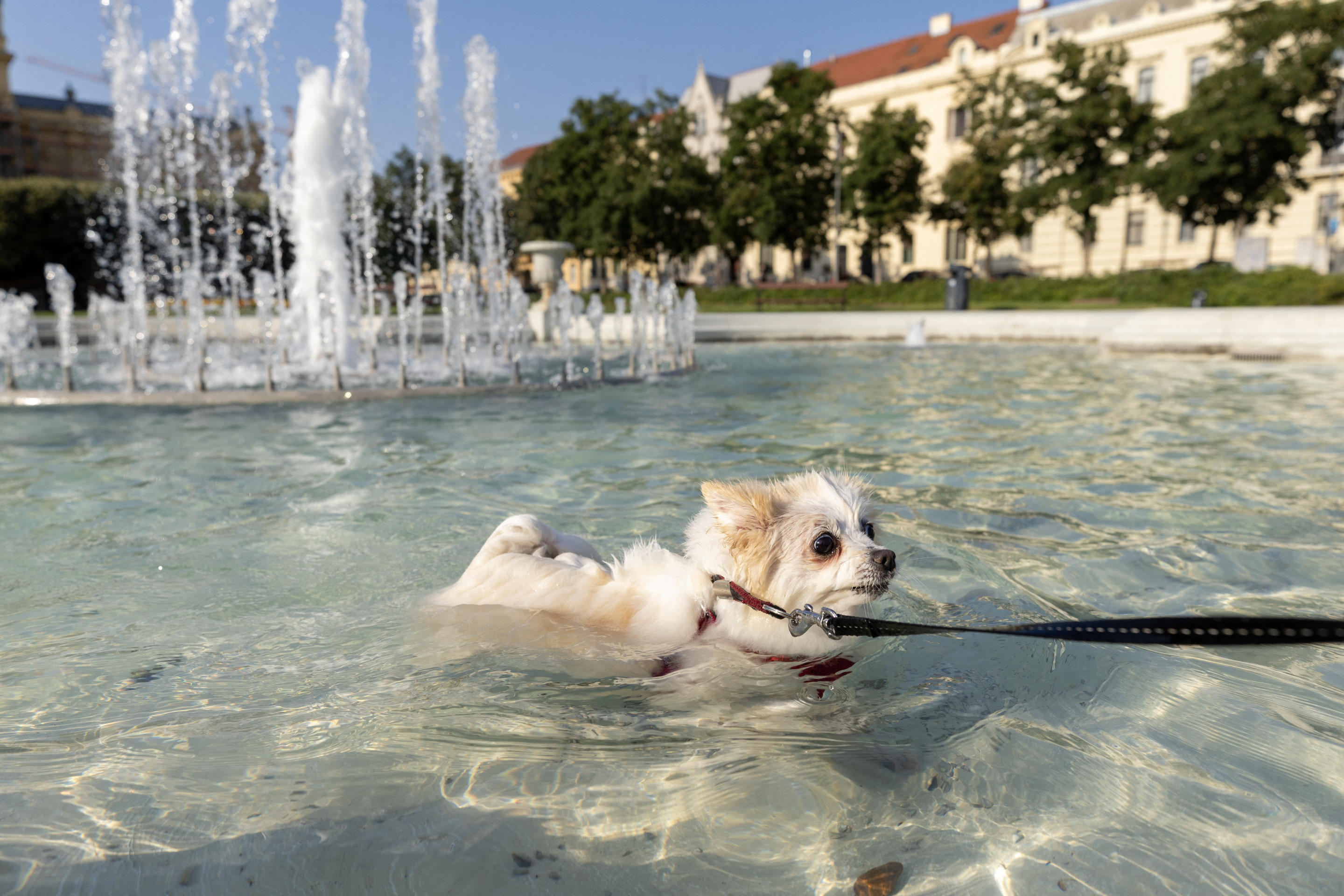 A small leashed dog swims in a public water fountain in Zagreb, Croatia.
