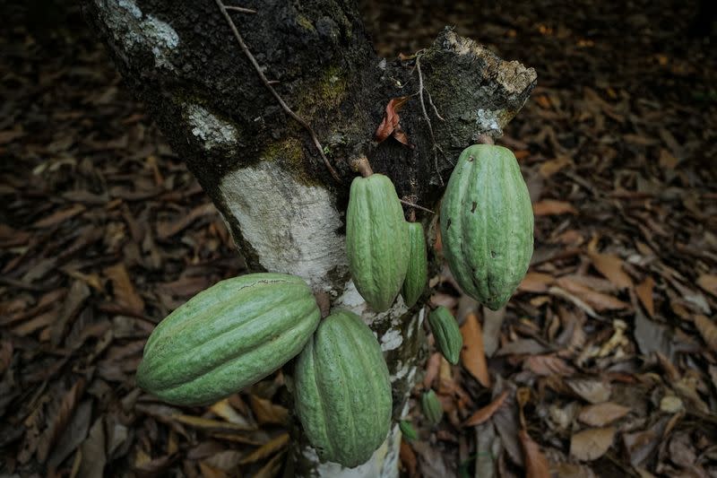 Vainas de cacao crecen en una explotación afectada por la enfermedad de los brotes inflamados en Osino, en la región oriental de Ghana