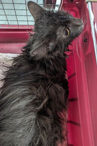 <p>Niagara SPCA</p> The grey cat found dumped in a tied-up pillowcase recovering at the Niagara SPCA