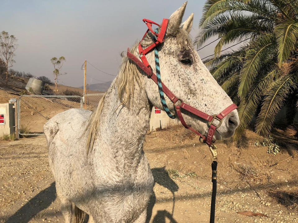 <p>A horse is seen as members of the Humane Society of Ventura County evacuate animals from an area affected by a wildfire in Malibu, Calif., Nov. 10. 2018 in this still image taken from a video obtained from social media. (Photo: Humane Society of Ventura County/via Reuters) </p>