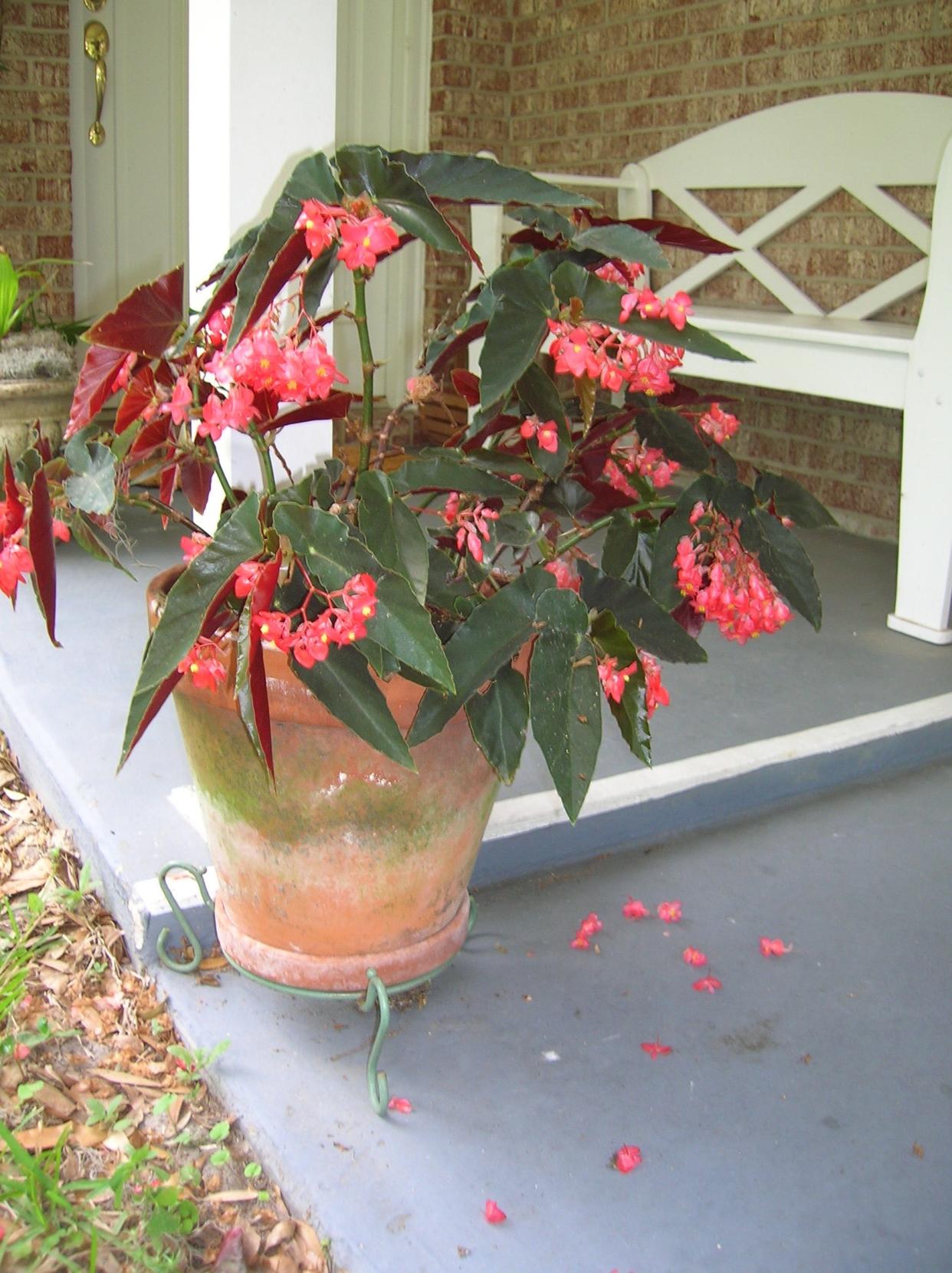 Filling a pot or hanging basket with a dragon wing begonia is a sure way to non-stop colorful blooms.