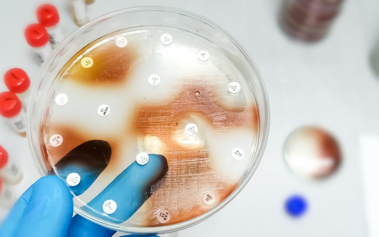 Burkholderia cepacia being tested for antibiotic susceptibility